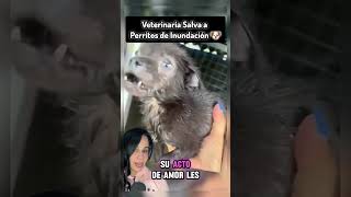 Veterinaria Salva a Perritos de Inundación 🐶❤️ perros dogs rescate [upl. by Tarton]