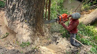 Fastest skill cutting tree with chainsaw ‼️ Husqvarna 395xp [upl. by Arley]