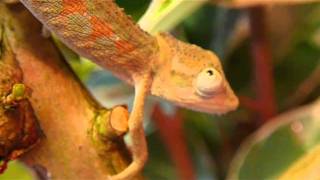 Male Bradypodion setaroi  Vivarium and macro shots of the chameleon [upl. by Erehs]