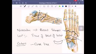 Anatomy of Lower Limb Part8 Osteology of Skeleton of Foot1 [upl. by Reinhold]