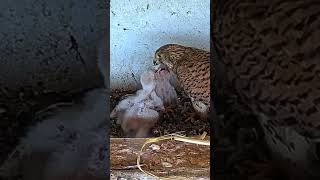 Open wide Kestrel falcon nestlings get fed owl animals wildlife birds nature shorts congrats [upl. by Anekam]