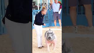 We are quotDown with the Sicknessquot of showing pigs showpigs livestockshow [upl. by Mcgruter124]