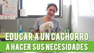 Cómo Educar A Un Cachorro A Hacer Sus Necesidades  Adiestramiento Canino [upl. by Ettevets]