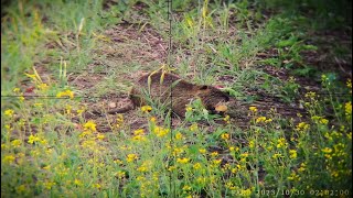 Nutria hunting CZ 527 varmint 223 rem  75 gr Speer Gold dot [upl. by Gavini621]