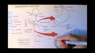 Digestive System Anatomy [upl. by Rehotsirk]