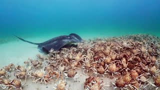 Army of Crabs Protect Spy Robot From Stingray  Spy In The Ocean  BBC Earth [upl. by Thamos336]