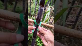 The process of fixing sugar cane with bamboo frame [upl. by Mot]