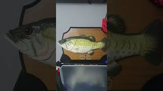 Big mouth Billy the bass fishing shorts edc [upl. by Phene304]