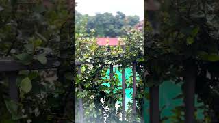 Best Resort in Wayanad  Family Resort in Wayanad  Fern Tree Resort ferntreegetaway wayanad [upl. by Ahsenot]