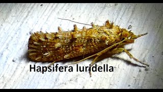 Hapsifera luridella by Theo [upl. by Brina]