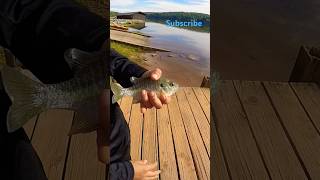 Big Slabs fishing [upl. by Franek]