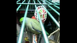 Milo the Chatterbox talking parrotlet [upl. by Earlene315]