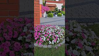 Supertunia Vista 🌺 Gigant wśród kwiatów 💚 garden ogród flowers passion love [upl. by Belinda601]