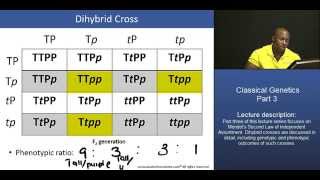 MCAT® Mendelian Genetics – Part 3 Dihybrid Cross worked example [upl. by Wasserman208]