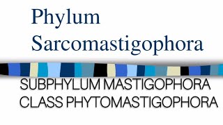 PHYLUM SARCOMASTIGOPHORA Class Phytomastigophora protozoa millerandharley zoology protozoans [upl. by Livvi987]