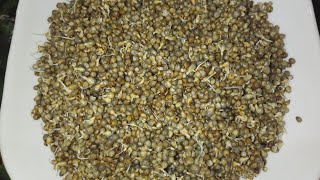 Nagulachavithi Special Sajja Molakalu l Naga Panchami Sajja Molakalu l Pearl Millet Sprouts Telugu [upl. by Akinahc975]