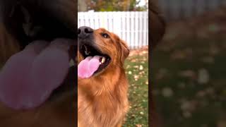 My golden retrievers are obsessed with playing in the leaves 🍃🍁🍂 goldenretrievers dogmomlife [upl. by Howe]