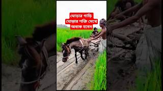 ঘোড়ার শক্তি দেখে অবাক হবেন ytshorts yttrendingshorts trending foryou [upl. by Watanabe]