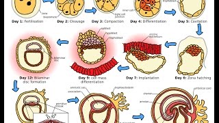 Protostomic and Deuterostomic animals [upl. by Athalia]