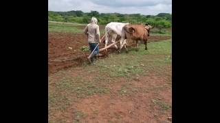 Oxen Plowing Our Farm [upl. by Schnurr]