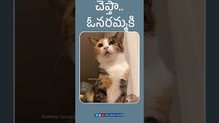 Chepthaanu 😃shorts ytfunny animalfundub comedyvideos funny asalainahasyam [upl. by Asila]