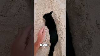 ich habe am Strand gespielt bis diese Katze aufgetaucht ist ❤️ [upl. by Ibbetson]