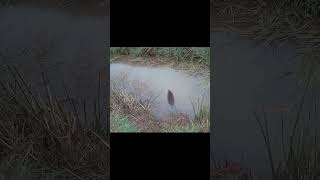 water vole paddle power endangeredspecies rarewildlife wildlifeuk [upl. by Cl269]