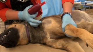 EZ IO® insertion in a canine cadaver [upl. by Marceau345]