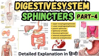 Sphincters in Digestive System  Digestive Tract Anatomy and Physiology [upl. by Llenral]