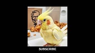 Koko the ai parrot eats KFC birds parrot cockatail [upl. by Dowling]