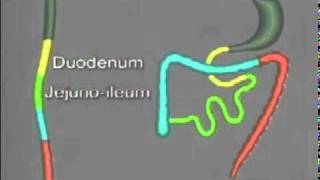 Folding of the Gastrointestinal tract [upl. by Odnala594]