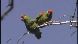 Thickbilled Parrots in Chihuahua Mexico [upl. by Laram452]