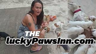 THE BEST DOG RESCUE IN IXTAPA ZIHUATANEJO MEXICO The Lucky Paws Inn Dog Rescue in Paradise Mexico [upl. by Engdahl]