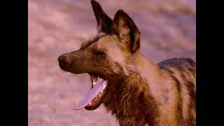 National Geographic  Okavango Africa Wild Oasis 1996 [upl. by Hayouqes]