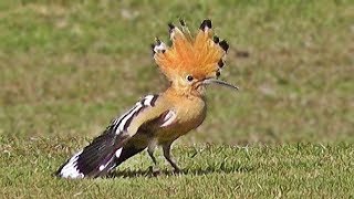 Hoopoe Bird [upl. by Ben]