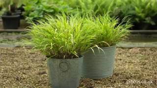 How to grow Hakonechloas  Crocuscouk [upl. by Yelda]