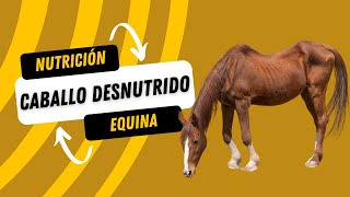 ¿Cómo alimentar un caballo desnutrido [upl. by Arsuy]