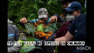 TRÁFICO ILEGAL DE ESPECIES EN COLOMBIA [upl. by Amalita]