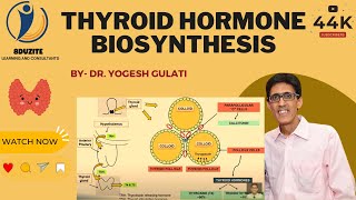 Thyroid Hormone Biosynthesis [upl. by Philina]