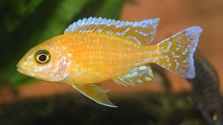 SunBurst African Cichlid Peacock Breeding Aquarium [upl. by Suilmann]