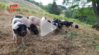 Ferme de fougères  diversification avec des cochons en plein air [upl. by Camarata165]