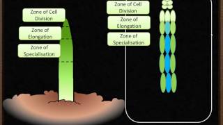 B5 Plant Growth amp Meristems [upl. by Aldis175]