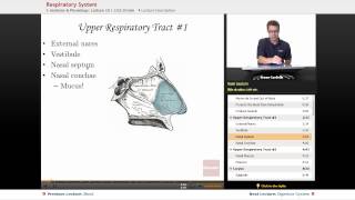 quotRespiratory Systemquot  Anatomy amp Physiology with Educatorcom [upl. by Alisan893]