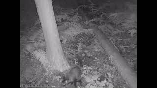 Japanese Raccoon Dog Poops at Communal Dunghill beside a Fallen Tree at Midsummer Night [upl. by Deirdra182]