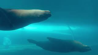 Sea Lions swimming backstroke sealions youtube sealionshow [upl. by Danni]