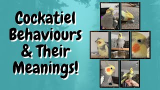 Cockatiel Behaviours and Their Meanings  TheParrotTeacher [upl. by Kersten518]