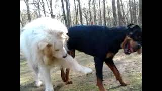 Great Pyrenees vs Rottweiler  Montaña del Pirineo vs Rottweiler [upl. by Mills155]