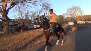 American Saddlebred  Standardbred Cross of Longview Texas [upl. by Yrahcaz637]