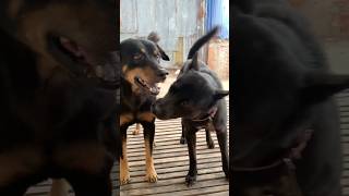 Two brothers black dog 221124 youtube youtubeshorts subscribe shorts doglover pets [upl. by Nor]