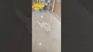 Cats cattery Bareilly ☎️ 6396426173 [upl. by Behlau973]